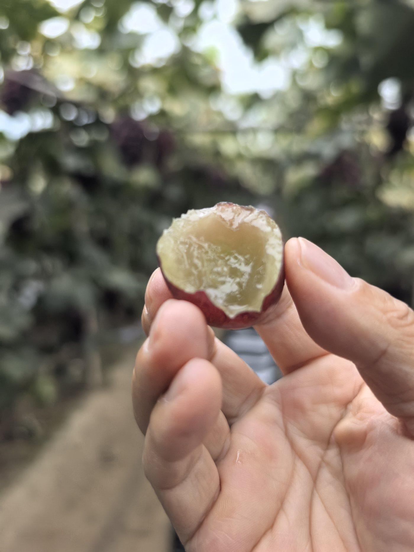 近距离特写一颗咬开的葡萄果肉，背景是虚化的果园绿叶