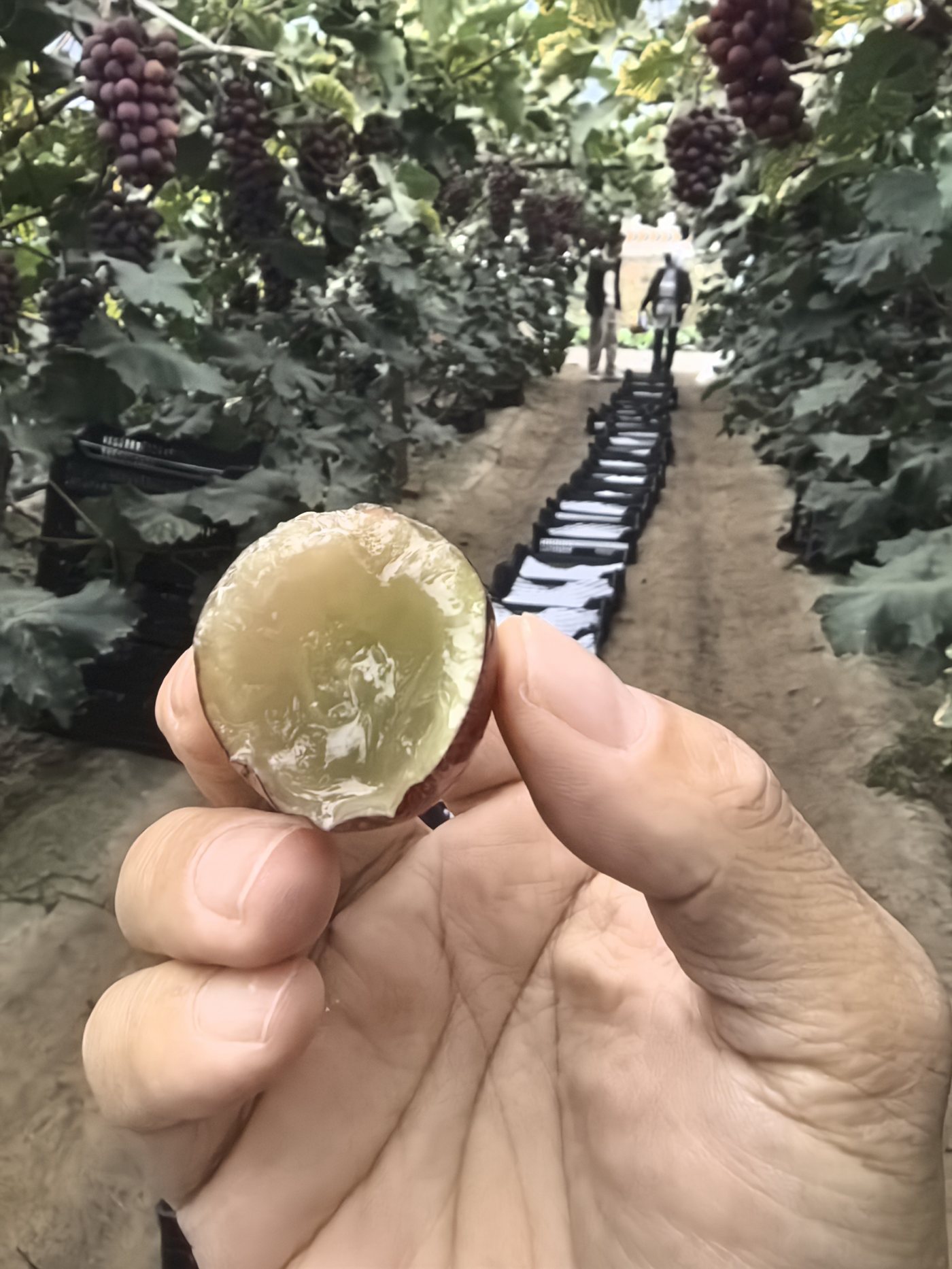 手举咬开的葡萄，背景是一排排整齐的葡萄藤和果园走廊