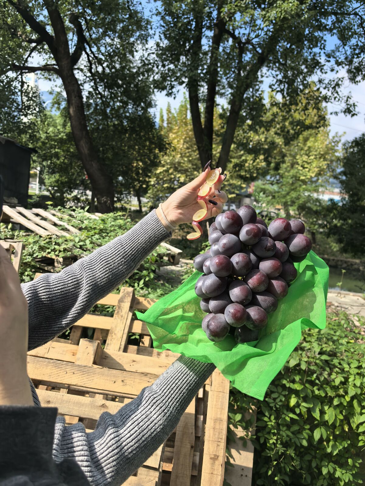 2025高端葡萄选购指南品种图谱