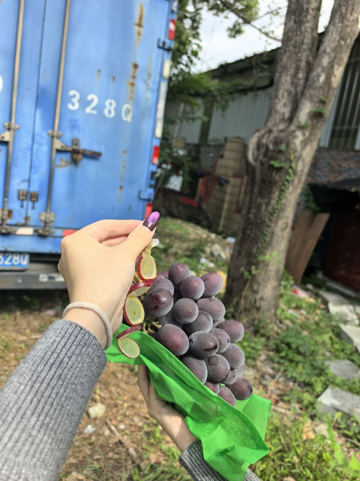 赫拉糖心冰糖心葡萄整串与切面并排放置，果粒饱满均匀，糖心通透可见