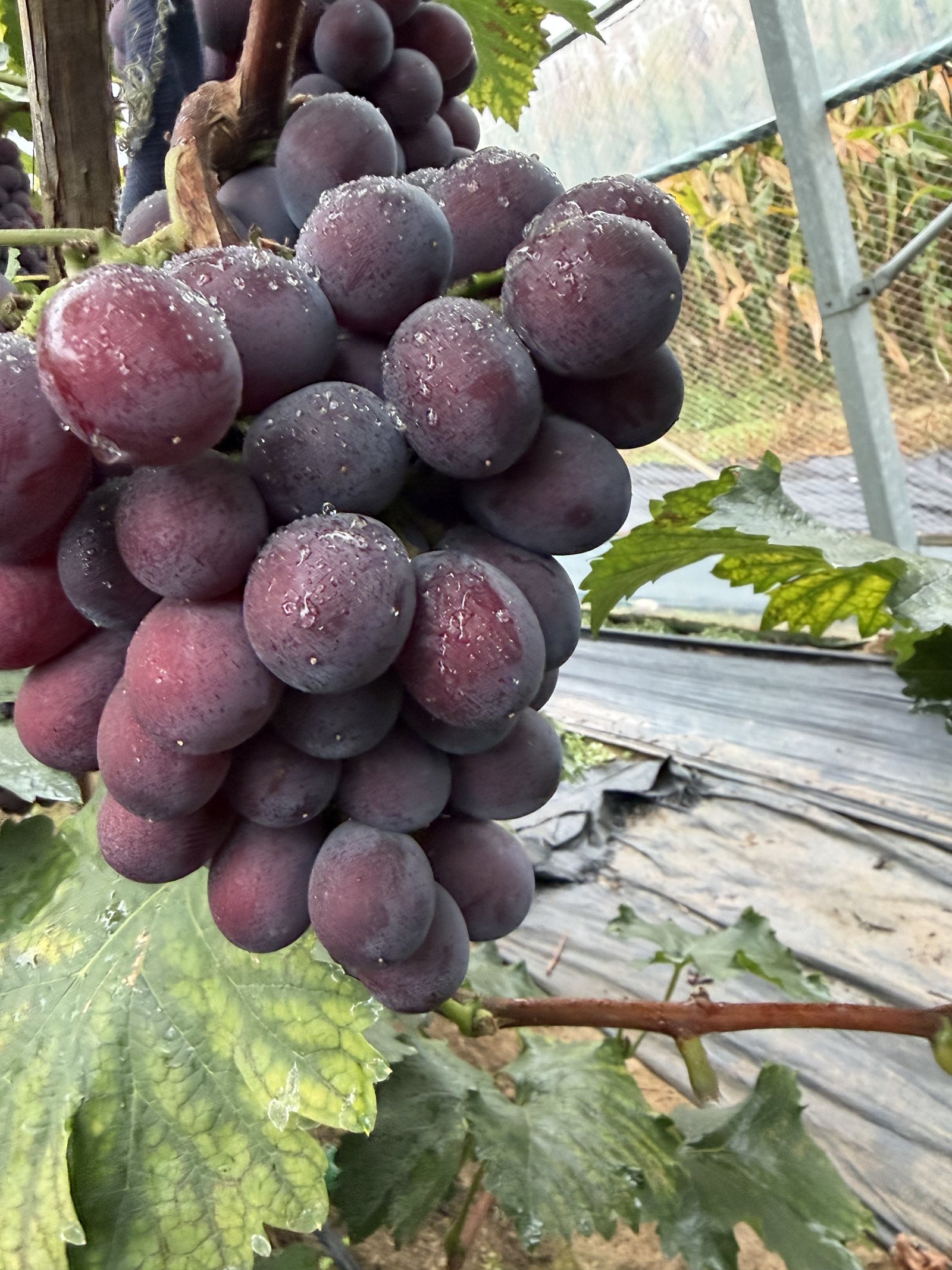 赫拉糖心葡萄果粒特写